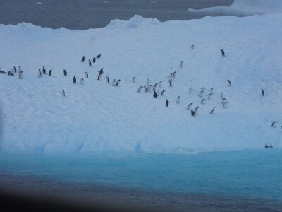 iceberg21 (273)