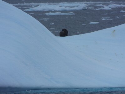 iceberg21 (412)