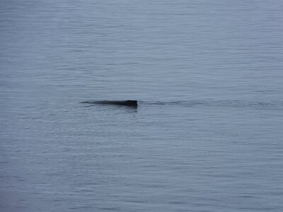 iceberg032226 (220)