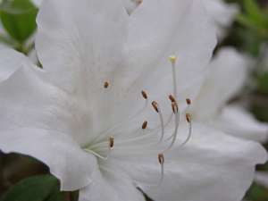 azalea04 (114)