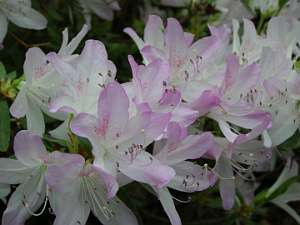 azalea04 (36)