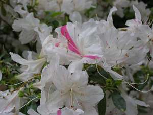 azalea04 (6)