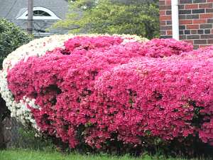 azalea13 (61)