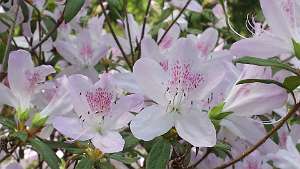 azalea16 (31)