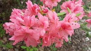 azalea16 (40)