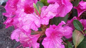 azalea16 (62)