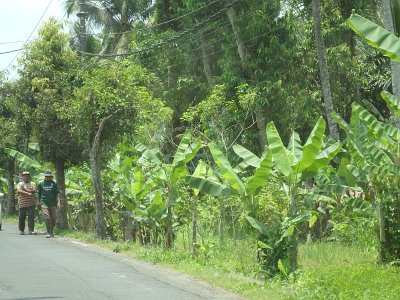 NatureBali23 (199)