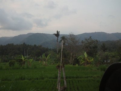 NatureBali23 (41)