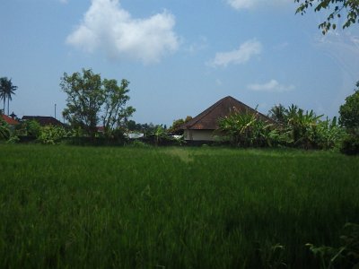 NatureBali23 (48)