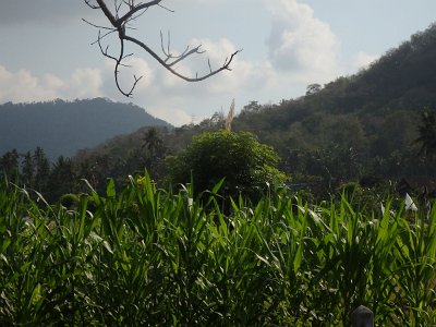 NatureBali23 (78)