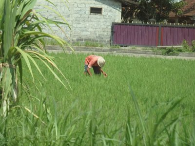 RiceFieldsBali23 (1)