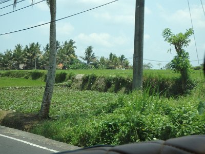 RiceFieldsBali23 (10)