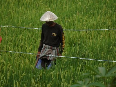 RiceFieldsBali23 (101)