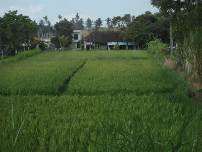 RiceFieldsBali23 (103)