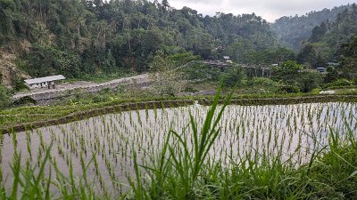 RiceFieldsBali23 (105)