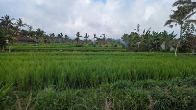 RiceFieldsBali23 (106)