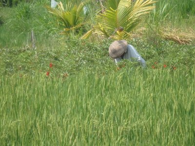 RiceFieldsBali23 (107)