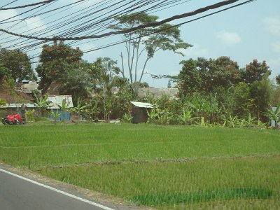 RiceFieldsBali23 (11)