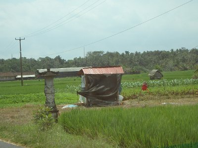 RiceFieldsBali23 (13)