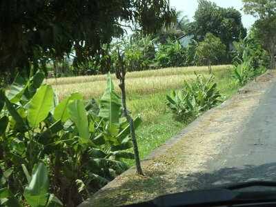 RiceFieldsBali23 (15)