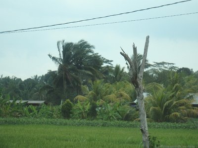 RiceFieldsBali23 (18)