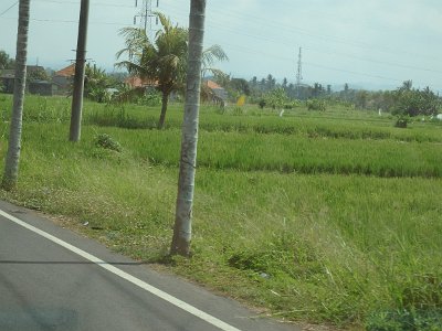 RiceFieldsBali23 (2)