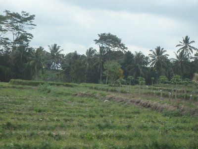 RiceFieldsBali23 (20)