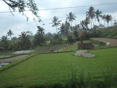 RiceFieldsBali23 (21)