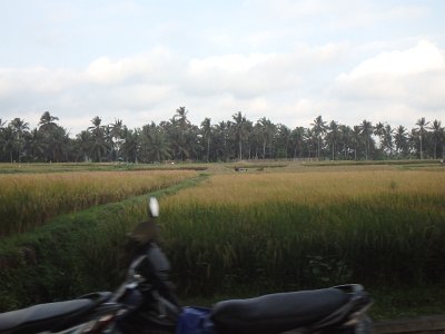 RiceFieldsBali23 (22)