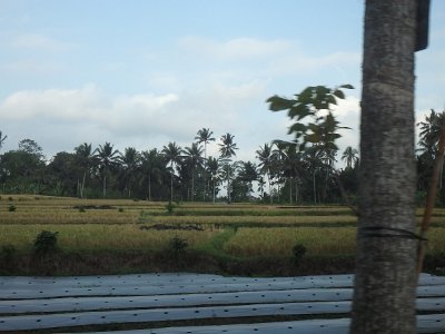 RiceFieldsBali23 (23)