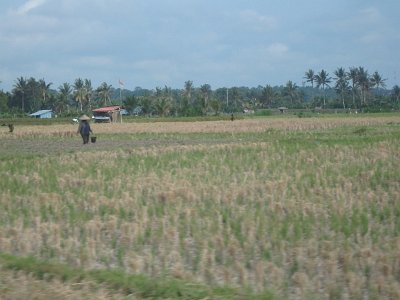 RiceFieldsBali23 (24)