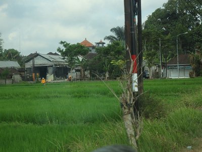 RiceFieldsBali23 (25)