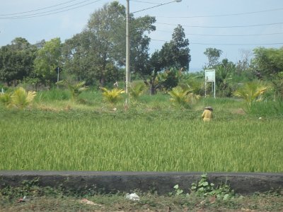 RiceFieldsBali23 (26)