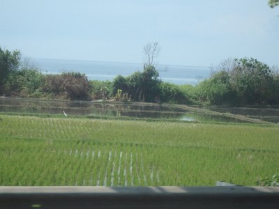 RiceFieldsBali23 (27)