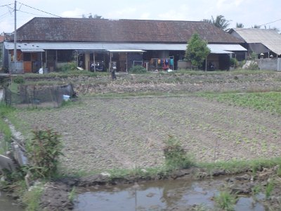 RiceFieldsBali23 (29)