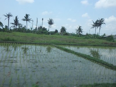 RiceFieldsBali23 (30)