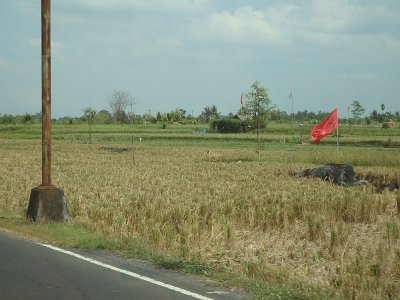 RiceFieldsBali23 (31)