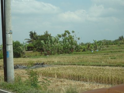 RiceFieldsBali23 (33)