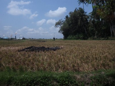 RiceFieldsBali23 (34)