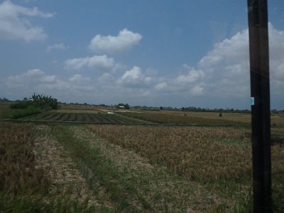 RiceFieldsBali23 (35)