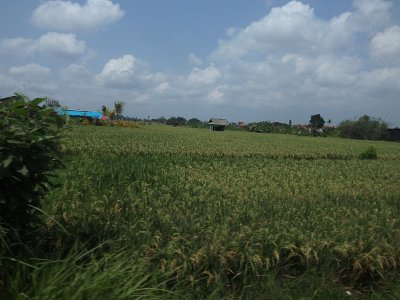 RiceFieldsBali23 (36)