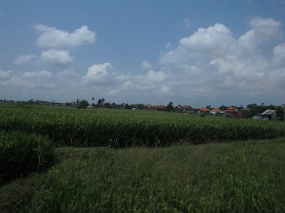 RiceFieldsBali23 (37)