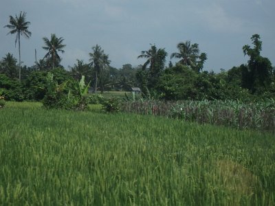 RiceFieldsBali23 (38)