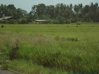 RiceFieldsBali23 (39)