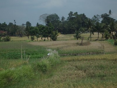 RiceFieldsBali23 (43)