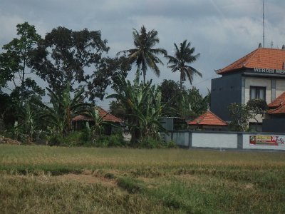 RiceFieldsBali23 (44)