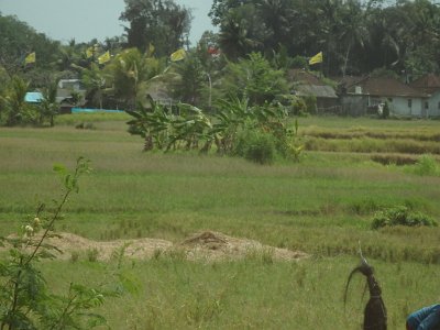 RiceFieldsBali23 (45)