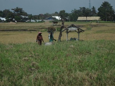 RiceFieldsBali23 (46)