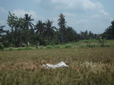 RiceFieldsBali23 (47)