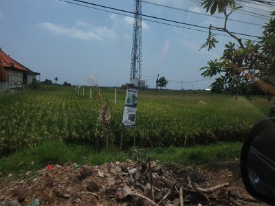 RiceFieldsBali23 (48)